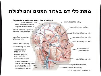 ד"ר ז'אנה לרנר - הזרקת בוטוקס ודיספורט - תמונה 5